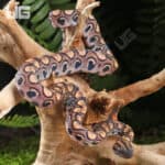 Baby Brazilian Rainbow Boas For Sale - Underground Reptiles