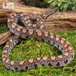 Baby Brazilian Rainbow Boas For Sale - Underground Reptiles