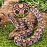 Baby Brazilian Rainbow Boas For Sale - Underground Reptiles