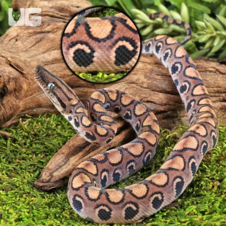 Baby Brazilian Rainbow Boas For Sale - Underground Reptiles