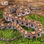 Baby Brazilian Rainbow Boas For Sale - Underground Reptiles