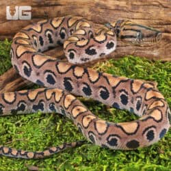 Baby Brazilian Rainbow Boas For Sale - Underground Reptiles