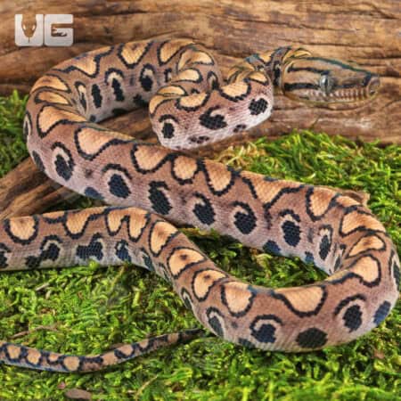 Baby Brazilian Rainbow Boas For Sale - Underground Reptiles