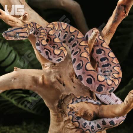 Baby Brazilian Rainbow Boas For Sale - Underground Reptiles