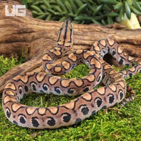 Baby Brazilian Rainbow Boas For Sale - Underground Reptiles