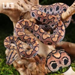 Baby Brazilian Rainbow Boas For Sale - Underground Reptiles
