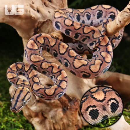 Baby Brazilian Rainbow Boas For Sale - Underground Reptiles