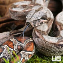 Baby Colombian Redtail Boas For Sale - Underground Reptiles