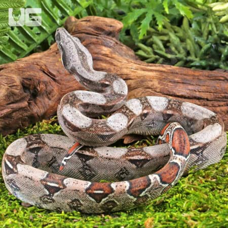 Baby Colombian Redtail Boas For Sale - Underground Reptiles