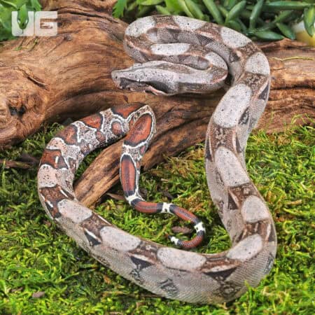 Baby Colombian Redtail Boas For Sale - Underground Reptiles