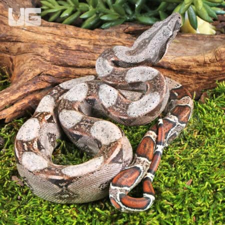 Baby Colombian Redtail Boas For Sale - Underground Reptiles