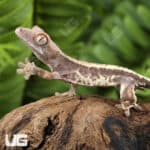 Baby Frappuccino Crested Gecko For Sale - Underground Reptiles