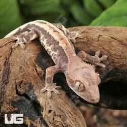 Baby Frappuccino Crested Gecko For Sale - Underground Reptiles
