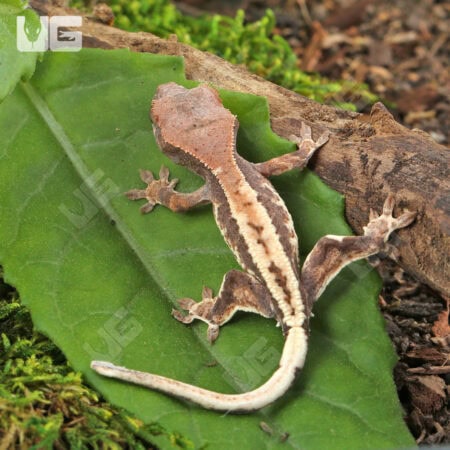 Baby Frappuccino Crested Gecko For Sale - Underground Reptiles