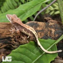 Baby Frappuccino Crested Gecko For Sale - Underground Reptiles