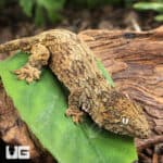 Baby GTA x Yate (Dark Morph) Leachianus Gecko For Sale - Underground Reptiles