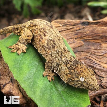Baby GTA x Yate (Dark Morph) Leachianus Gecko For Sale - Underground Reptiles