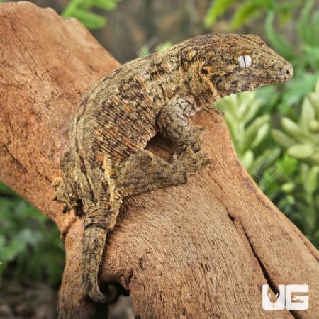 Baby GTA x Yate (Dark Morph) Leachianus Gecko For Sale - Underground Reptiles