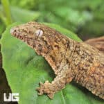 Baby GTA x Yate (Dark Morph) Leachianus Gecko For Sale - Underground Reptiles