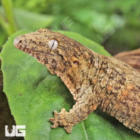 Baby GTA x Yate (Dark Morph) Leachianus Gecko For Sale - Underground Reptiles
