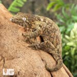 Baby GTA x Yate (Dark Morph) Leachianus Gecko For Sale - Underground Reptiles