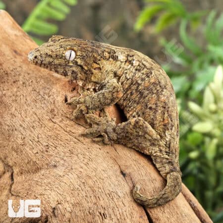 Baby GTA x Yate (Dark Morph) Leachianus Gecko For Sale - Underground Reptiles