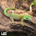 Baby Koch's Giant Day Gecko For Sale - Underground Reptiles