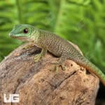 Baby Koch's Giant Day Gecko For Sale - Underground Reptiles