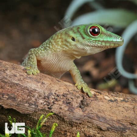 Baby Koch's Giant Day Gecko For Sale - Underground Reptiles