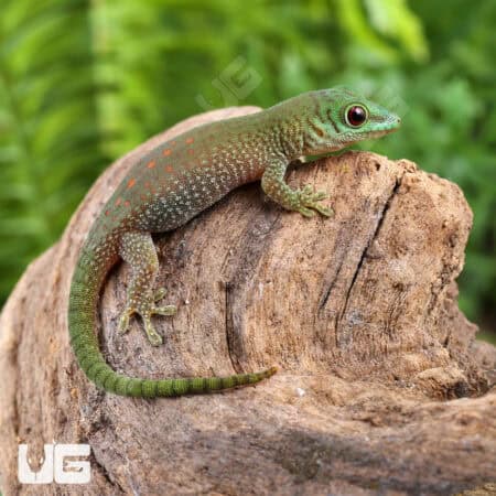 Baby Koch's Giant Day Gecko For Sale - Underground Reptiles