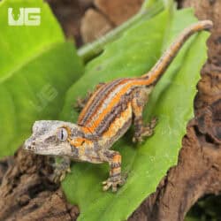 Baby Orange Striped Gargoyle Gecko (Rhacodactylus auriculatus) For Sale - Underground Reptiles
