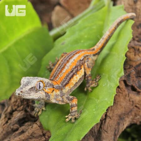 Baby Orange Striped Gargoyle Gecko (Rhacodactylus auriculatus) For Sale - Underground Reptiles