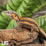 Baby Orange Striped Gargoyle Gecko (Rhacodactylus auriculatus) For Sale - Underground Reptiles