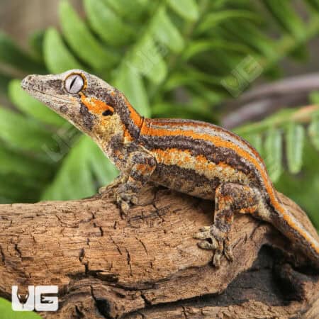 Baby Orange Striped Gargoyle Gecko (Rhacodactylus auriculatus) For Sale - Underground Reptiles