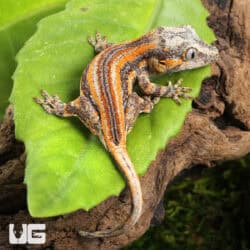 Baby Orange Striped Gargoyle Gecko (Rhacodactylus auriculatus) For Sale - Underground Reptiles