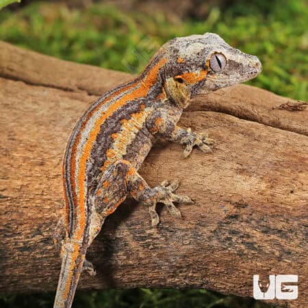 Baby Orange Striped Gargoyle Gecko (Rhacodactylus auriculatus) For Sale - Underground Reptiles