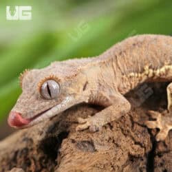 Baby Phantom Lily White Crested Geckos For Sale - Underground Reptiles