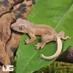 Baby Phantom Lily White Crested Geckos For Sale - Underground Reptiles