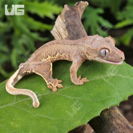 Baby Phantom Lily White Crested Geckos For Sale - Underground Reptiles