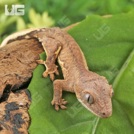 Baby Phantom Lily White Crested Geckos For Sale - Underground Reptiles