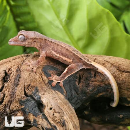 Baby Phantom Pinstripe Crested Gecko For Sale - Underground Reptiles
