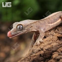 Baby Phantom Pinstripe Crested Gecko For Sale - Underground Reptiles
