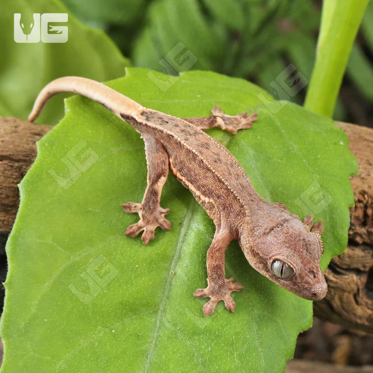 Baby Phantom Pinstripe Crested Gecko For Sale - Underground Reptiles
