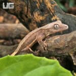Baby Phantom Pinstripe Crested Gecko For Sale - Underground Reptiles
