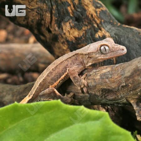 Baby Phantom Pinstripe Crested Gecko For Sale - Underground Reptiles