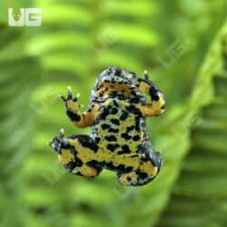 Yellow-Bellied Toads (Bombina variegata) For Sale - Underground Reptiles