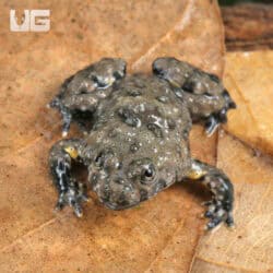 Yellow-Bellied Toads (Bombina variegata) For Sale - Underground Reptiles