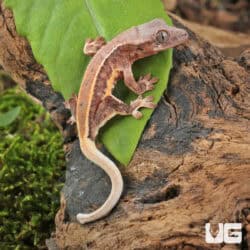 Baby Lilly White Red Pinstripe Crested Geckos For Sale - Underground Reptiles