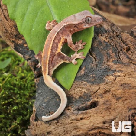 Baby Lilly White Red Pinstripe Crested Geckos For Sale - Underground Reptiles