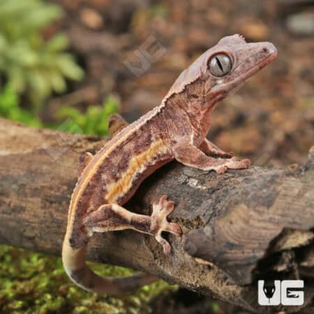 Baby Lilly White Red Pinstripe Crested Geckos For Sale - Underground Reptiles